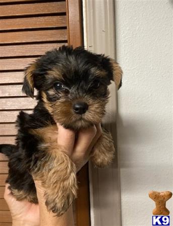 Yorkshire Terrier puppy for sale